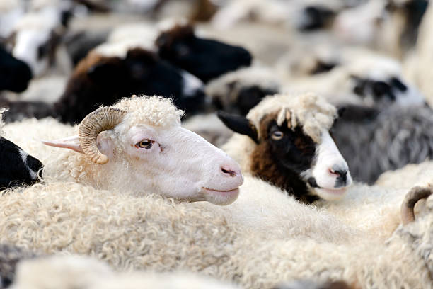 istock Herd of sheeps in spring mountains 2208370993
