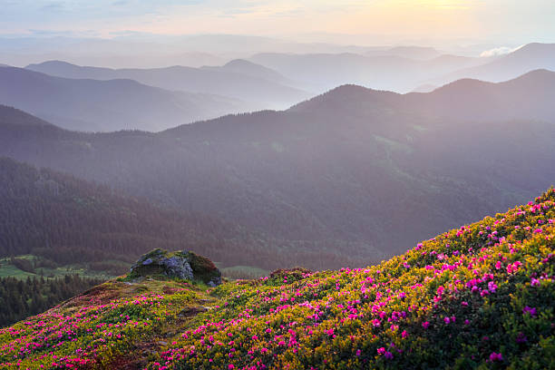 istock Blooming rhododendrons covering the mountain landscape 2208372554