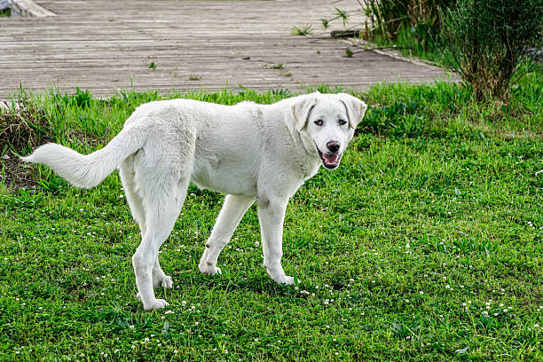 White dog looking at camera while standing on grass near wooden pathway
