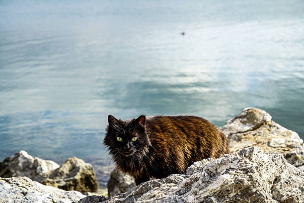 Dark-furred cat resting on rocks near a body of water, enjoying the serene view