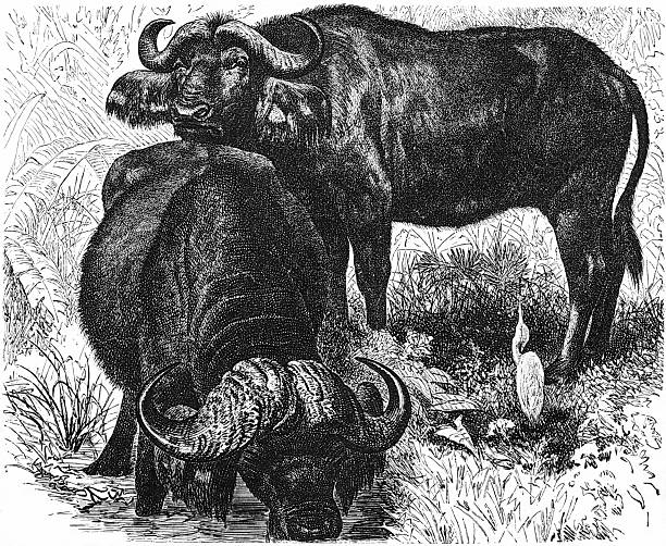 African buffalo, Syncerus caffer, a large sub-Saharan African bovine, old vintage illustration, 1899