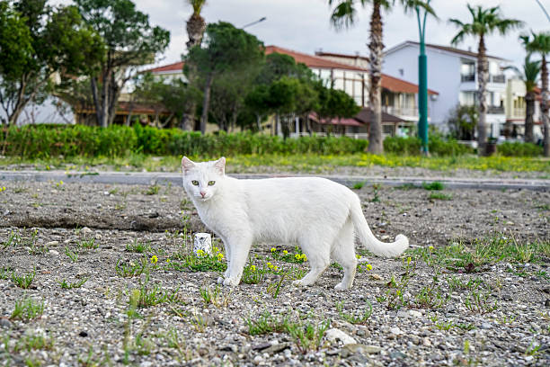 White cat walking on gravel in a park in a residential area with houses and palm trees