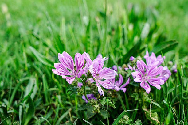 Purple mallow flowers add a touch of beauty to a vibrant green grassy field