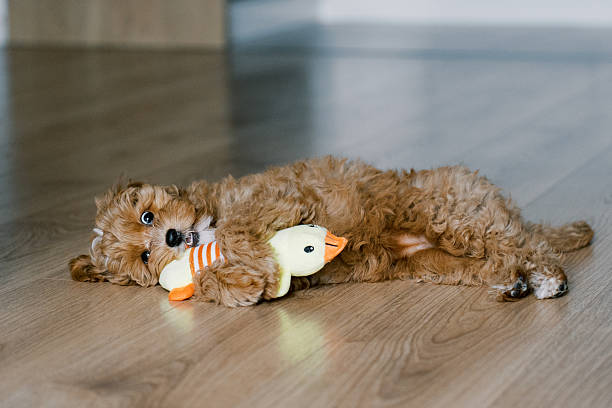 istock Adorable Maltipoo Puppy with Toy 2208376027