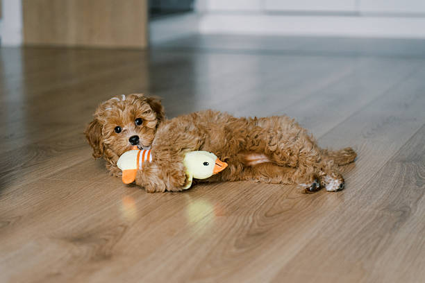 Adorable Maltipoo Puppy with Toy