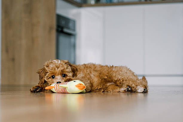 istock Adorable Maltipoo Puppy with Toy 2208376048