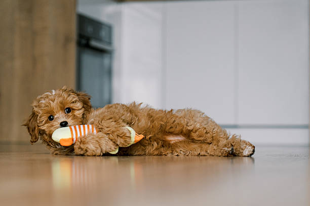 istock Adorable Maltipoo Puppy with Toy 2208376054