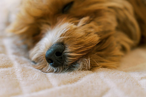 A detailed close-up of a dog's black nose surrounded by soft, fluffy fur. The pet rests peacefully on a beige blanket, creating a cozy and heartwarming atmosphere perfect for pet-themed concepts.