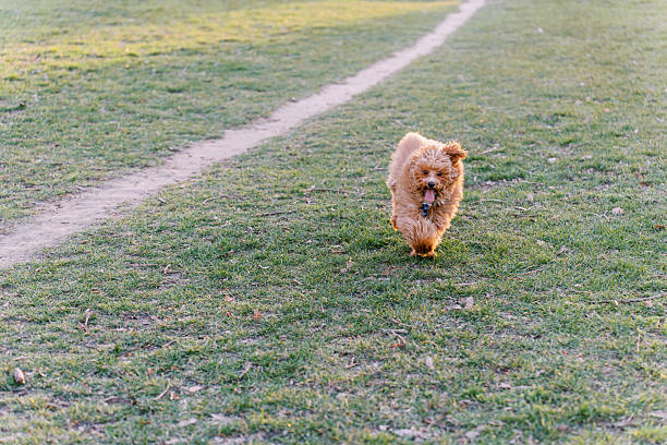 A small, fluffy dog with curly fur joyfully runs along a dirt path in a green park. The pup's tongue is out, and it looks happy and energetic, enjoying a sunny day outdoors.