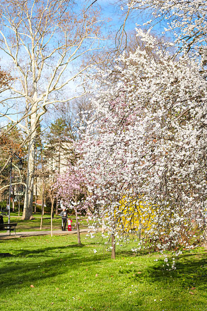 Blooming trees in spring on green grass in the park