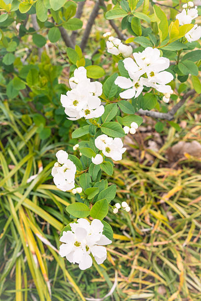 sophisticated and elegant white flowers