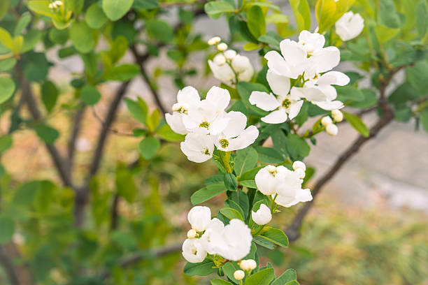 istock sophisticated and elegant white flowers 2208383845