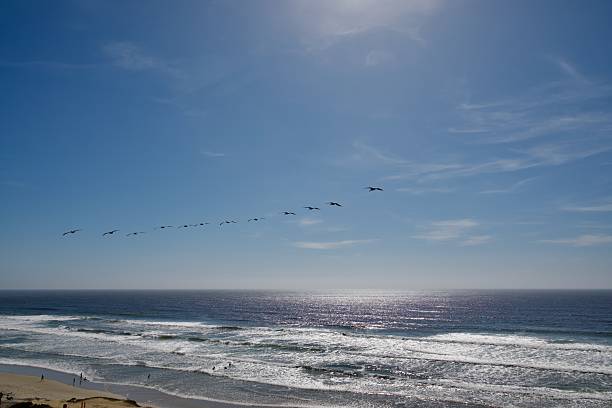 A flock of pelicans glides over the Pacific Ocean, capturing the beauty of coastal wildlife.