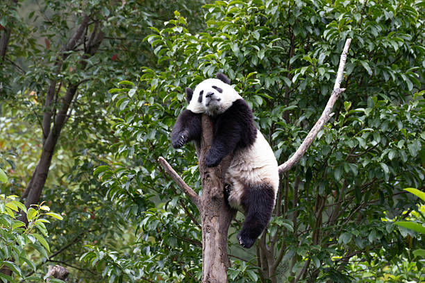 Cute Sleeping Little Panda on the Tree, Shenshuping, Wolong, China