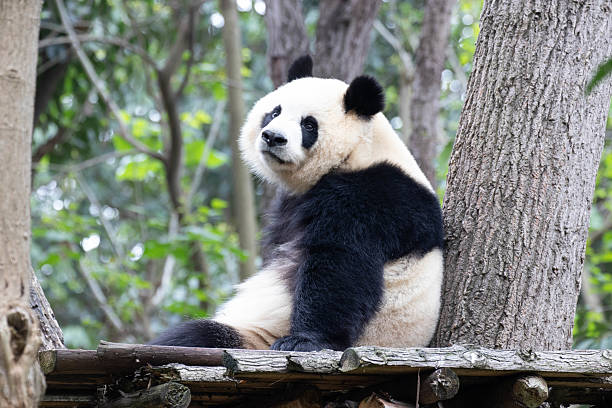 istock Female Panda in Chengdu Panda Base, Yuan Run 2208386158