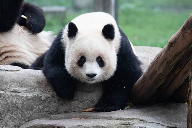 istock Cute Panda, Yu Ai, Chongqing, China 2208386763