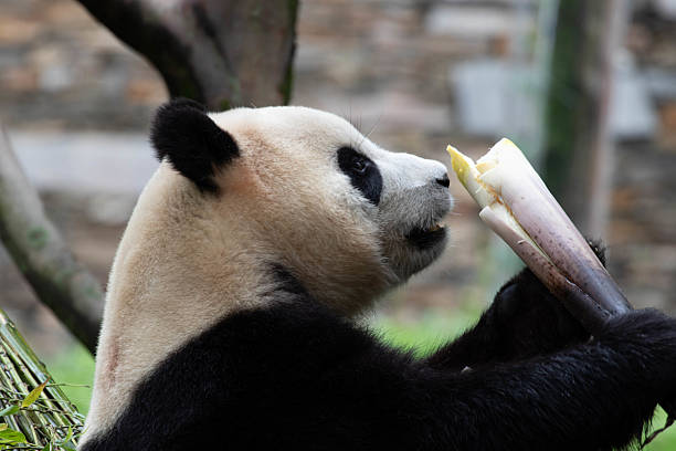 istock Clsoe up panda , Xiao Qi Ji, Wolong Panda Base, China 2208386767