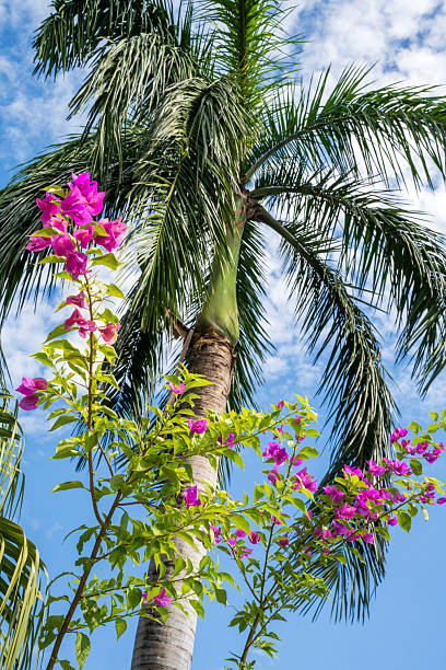 istock Bougainvillea and Cuban Royal Palm 2208389387