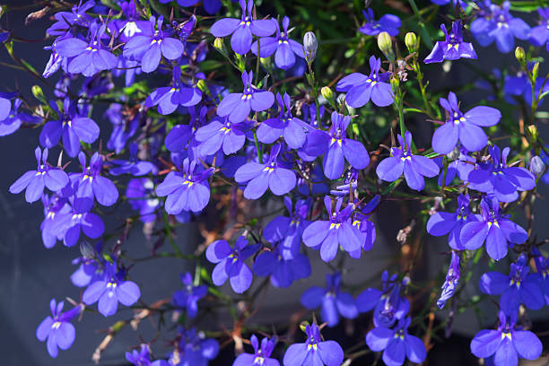 Lobelia. Blue tail Lobelia sapphire flowers. Edging Lobelia. Flowers as backgrounds. Blue lobelia Lobelia erinus closeup in the garden lobelias stock pictures, royalty-free photos & images