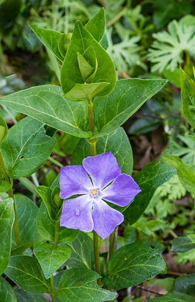 Vinca major, with the common names bigleaf periwinkle, large periwinkle, greater periwinkle and blue periwinkle, is a species of flowering plant in the family Apocynaceae, native to the western Mediterranean.