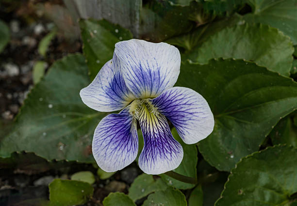 Viola sororia known commonly as the common blue violet, is a short-stemmed herbaceous perennial plant native to eastern North America. Spring Lake Village, Santa Rosa, California.  Violaceae.