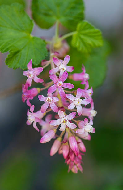Ribes sanguineum, the flowering currant, redflower currant, red-flowering currant, or red currant is a North American species of flowering plant in the family Grossulariaceae. It is native to the western United States and Canada. Spring Lake Village, Santa Rosa, Sonoma County, California.