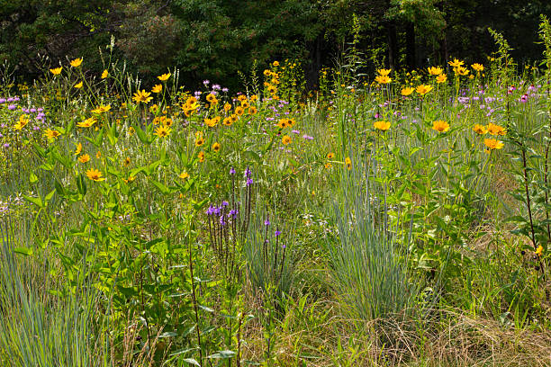 istock Wildflowers, Michigan 2208401346