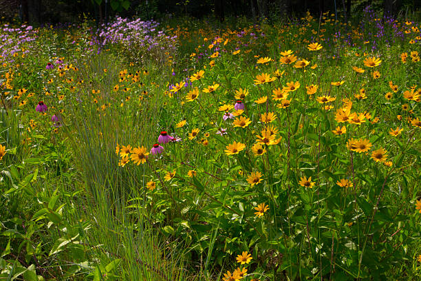 istock Wildflowers, Michigan 2208401446