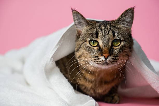 istock Striped cat wrapped in a white towel on a pink background. 2208402248