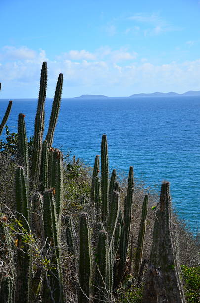 istock Cactus vegetation with the sea in the background 2208402332