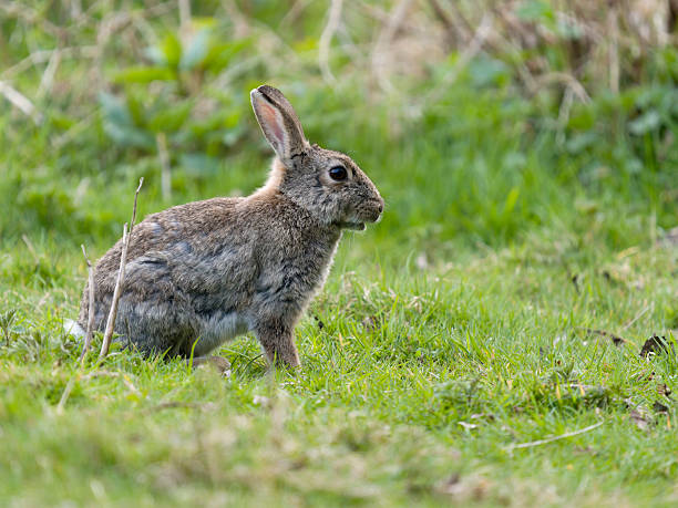 istock European rabbit, Oryctolagus cuniculus 2208403355
