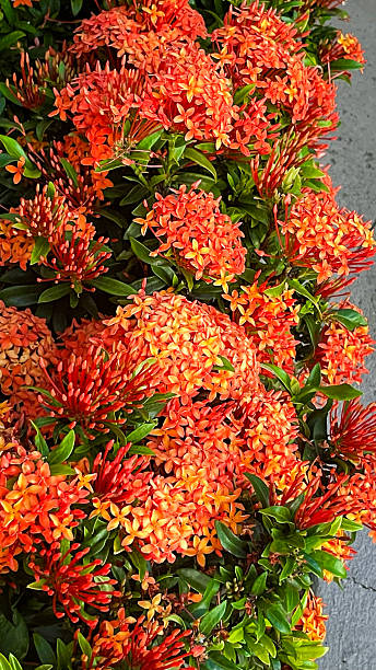 Jungle geranium also known as ixora coquina blossoms