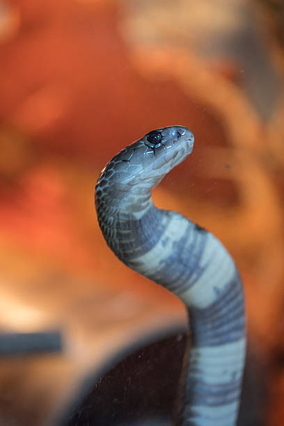 istock head of venomous carnivorous snake 2208404836