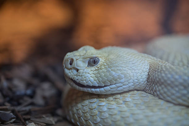 istock head of venomous carnivorous snake 2208405266