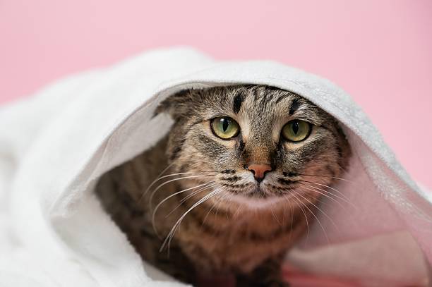 istock Striped cat wrapped in a white towel on a pink background. 2208406286