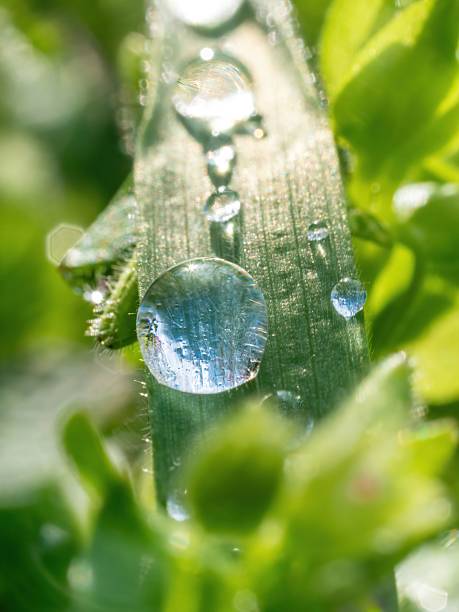 istock Close-up of a dewdrop on a green leaf with sunlight creating a sparkling effect 2208408763