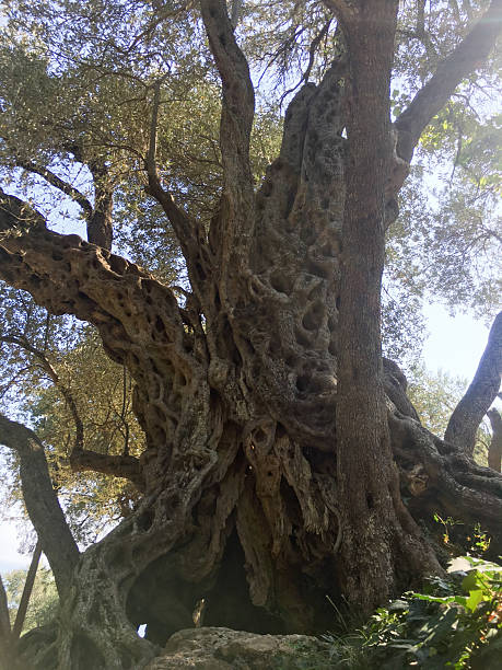 istock An Ancient Olive Tree Known for Its Gnarled Trunk and Its Beautiful, Lush Foliage 2208411385