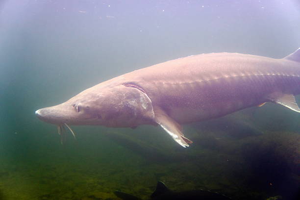 istock Underwater View of a Sturgeon 2208413514