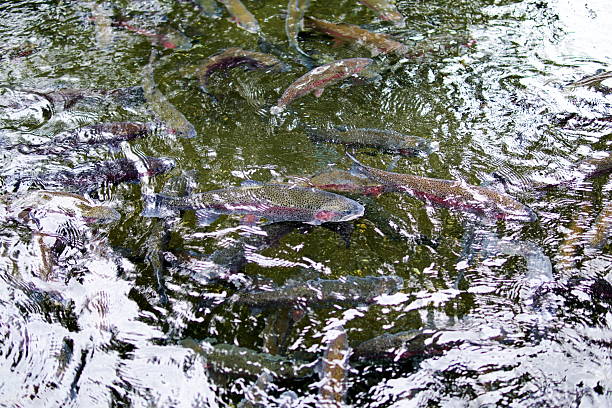 Artisanal trout farming contributes to sustaining the environment and the balance of nature