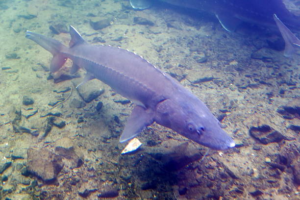istock Underwater View of a Sturgeon 2208413647