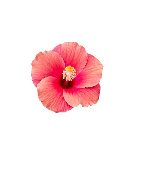 istock Bright Pink Hibiscus Flower Isolated on Black Background 2208414375