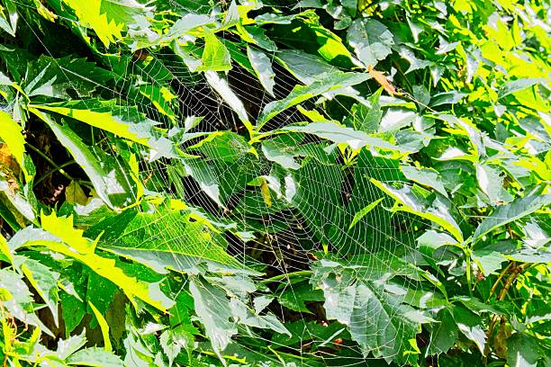 Spiderweb  on a dense growth of leaves.