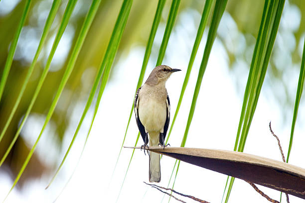 istock Northern mockingbird is perched on a palm tree in the summer garden. 2208416214