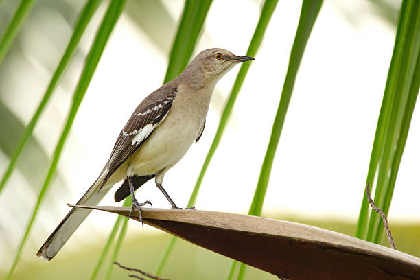 Northern mocking bird is perched on a palm tree among green leaves in the summer garden.