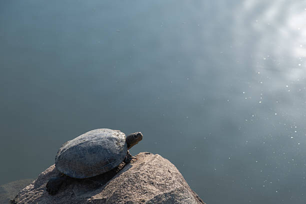 Image of a basking Japanese pond turtle
