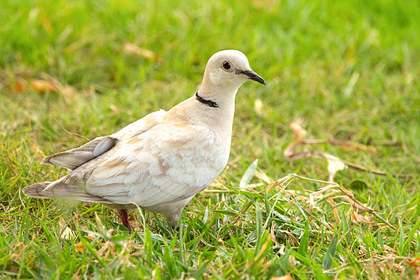 istock Albino Eurasian collared dove is walking on green lawn. 2208416382
