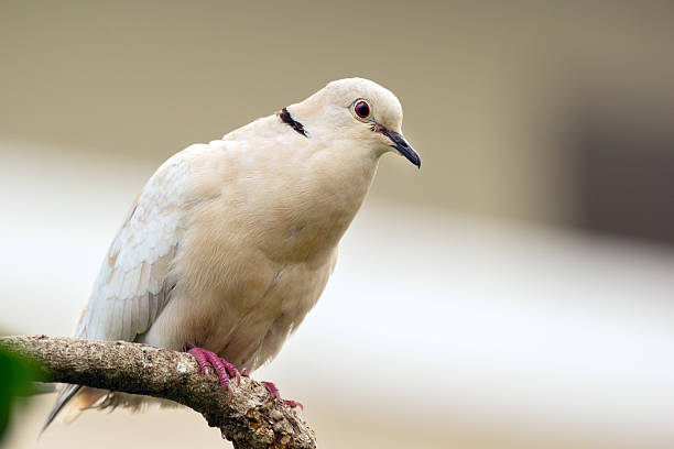 istock Albino Eurasian collared dove is sitting on a branch in the backyard. 2208416477