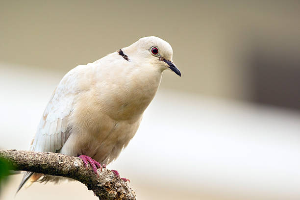 istock Albino Eurasian collared dove is sitting on a branch in the backyard. 2208416549