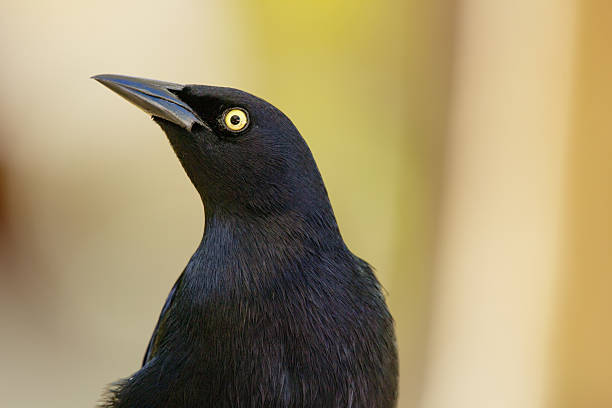 istock Noisy Great-tailed grackle portrait on a yellow background. 2208416844
