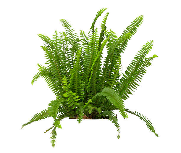 istock Tropical plant fern bush shrub tree isolated on white background with clipping path. 2208417274